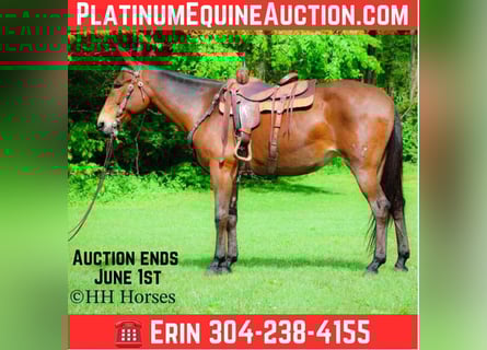 Mule, Gelding, 10 years, 16,1 hh, Bay