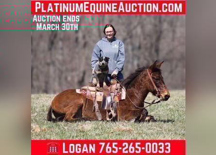 Mule, Gelding, 10 years, Dun