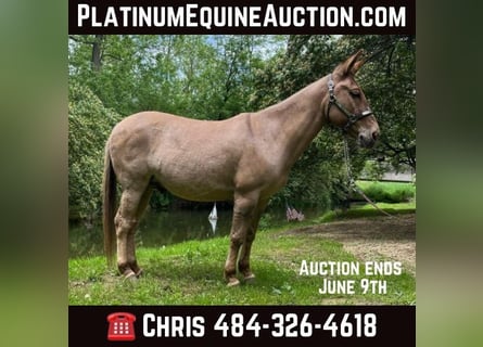 Mule, Gelding, 11 years, 14.1 hh, Dun