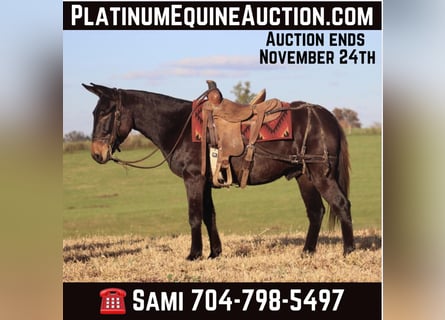 Mule, Gelding, 11 years, 14.3 hh, Black