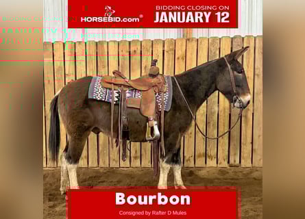 Mule, Gelding, 11 years, 14 hh