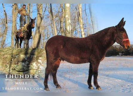 Mule, Gelding, 11 years, 14,2 hh, Bay