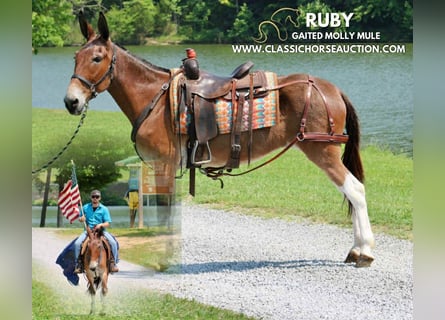 Mule, Gelding, 11 years, 15 hh, Bay
