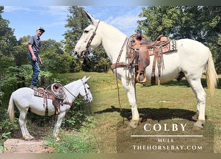 Mule, Gelding, 12 years, 15.1 hh, Grey-Fleabitten Mule, Gelding, 12 years, 15.1 hh, Grey-Fleabitten