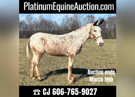 Mule, Gelding, 13 years, 14.1 hh, Roan-Red