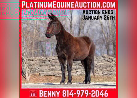 Mule, Gelding, 13 years, 15.3 hh, Black