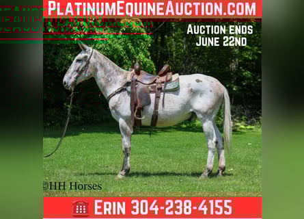 Mule, Gelding, 13 years, 15.3 hh, Chestnut