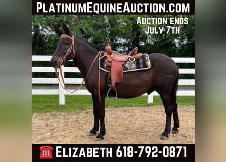 Mule, Gelding, 13 years, Black