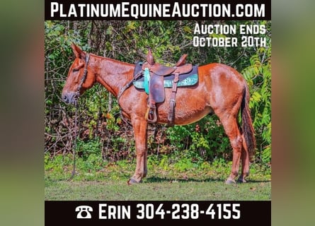 Mule, Gelding, 13 years, Chestnut