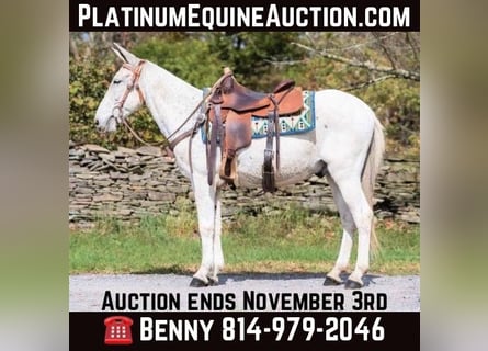 Mule, Gelding, 14 years, 14.1 hh, Grey