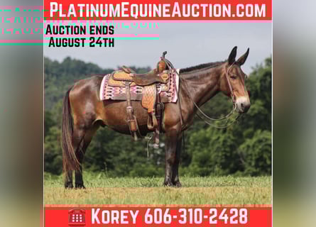 Mule, Gelding, 14 years, 14.2 hh, Bay