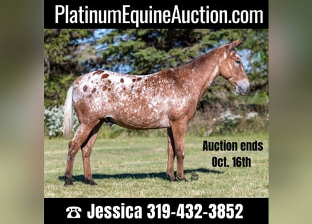 Mule, Gelding, 14 years, 14.2 hh, Bay