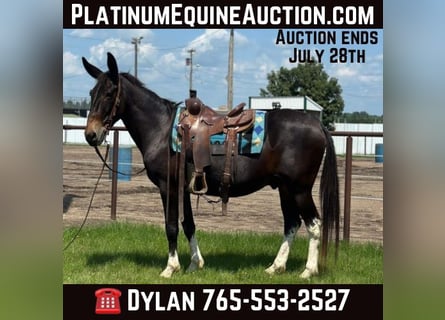 Mule, Gelding, 14 years, 15.2 hh, Black