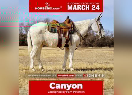 Mule, Gelding, 14 years, 15.2 hh, Gray