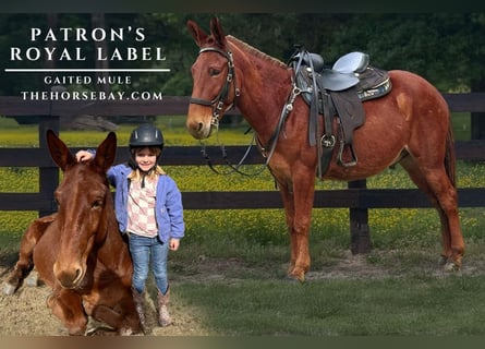 Mule, Gelding, 14 years, 15 hh, Chestnut
