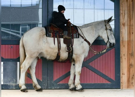 Mule, Gelding, 14 years, 16.2 hh, Grey
