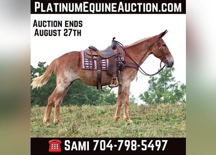 Mule, Gelding, 14 years, Sorrel