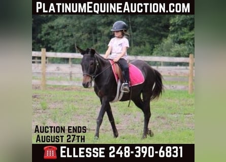 Mule, Gelding, 15 years, 13,1 hh, Black