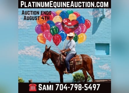 Mule, Gelding, 15 years, 14 hh, Bay