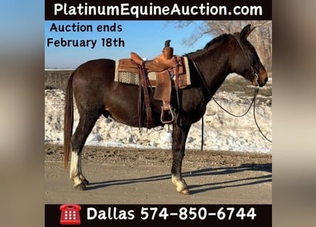 Mule, Gelding, 15 years, 14,2 hh, Black