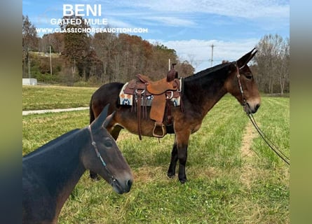 Mule, Gelding, 15 years, 15 hh, Bay