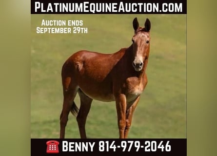 Mule, Gelding, 15 years, 15,1 hh, Sorrel