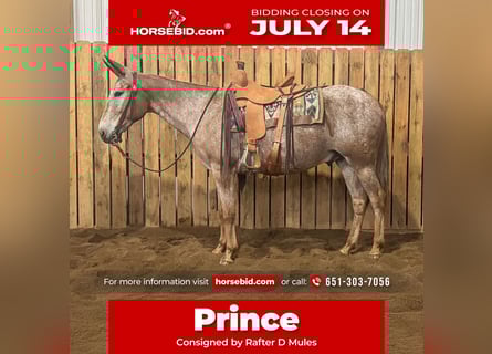 Mule, Gelding, 15 years, 15,2 hh, Sorrel