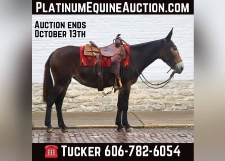 Mule, Gelding, 15 years, Black