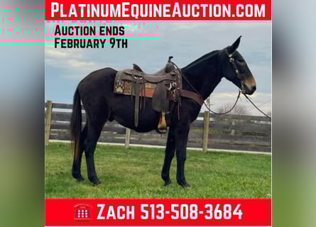 Mule, Gelding, 16 years, 14.3 hh, Black