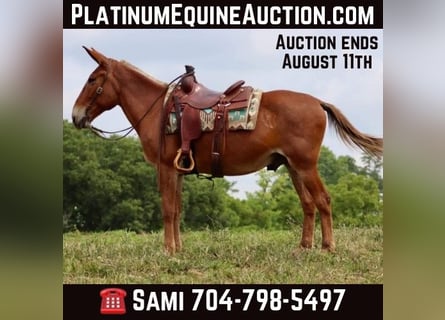 Mule, Gelding, 16 years, 15.1 hh, Sorrel