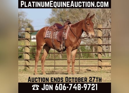 Mule, Gelding, 17 years, 15 hh, Chestnut