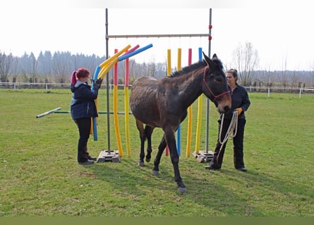 Mule, Gelding, 17 years, 16 hh, Brown