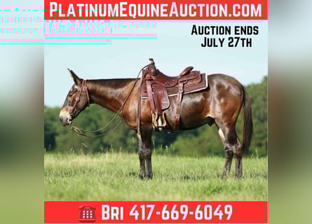 Mule, Gelding, 19 years, 14,1 hh, Bay