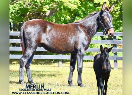 Mule, Gelding, 1 year, 13 hh, Bay