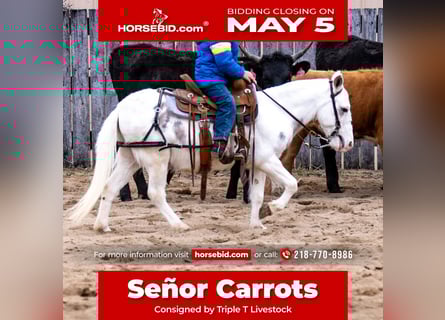Mule, Gelding, 4 years, 10 hh