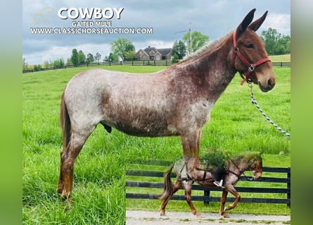 Mule, Gelding, 4 years, 14 hh, Bay