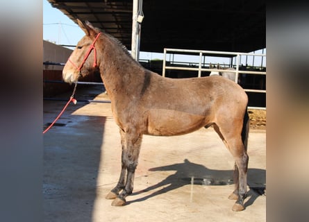 Mule, Gelding, 4 years, 15,1 hh, Buckskin