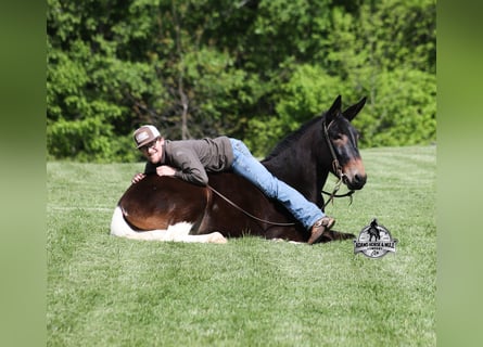 Mule, Gelding, 4 years, Bay