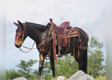 Mule, Gelding, 4 years, Bay