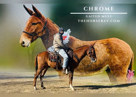 Mule, Gelding, 5 years, 14,2 hh, Sorrel