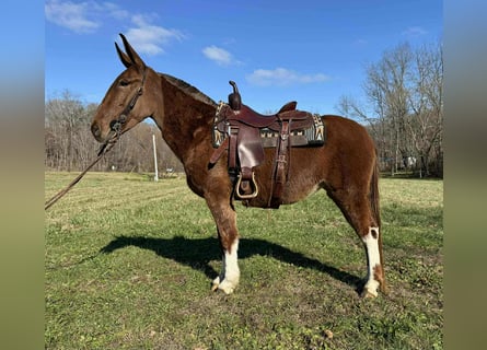 Mule, Gelding, 5 years, 15 hh, Chestnut