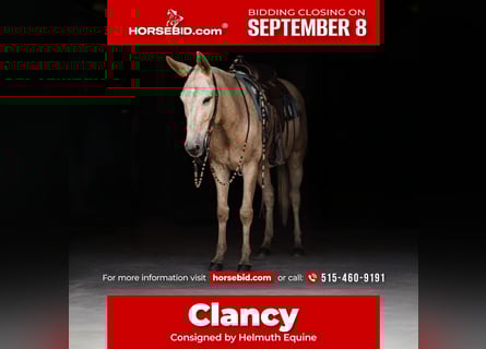 Mule, Gelding, 5 years, 15,2 hh, Palomino