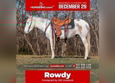 Mule, Gelding, 6 years, 13.3 hh, Pinto