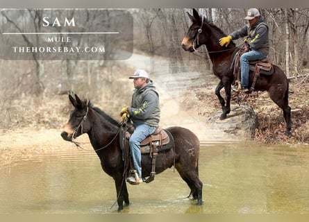 Mule, Gelding, 6 years, 14,1 hh, Bay