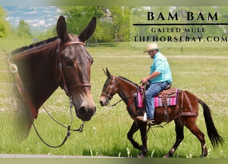 Mule Mix, Gelding, 6 years, 14,3 hh, Bay