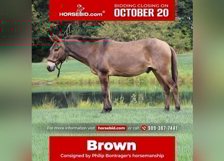 Mule, Gelding, 7 years, 13,3 hh, Bay