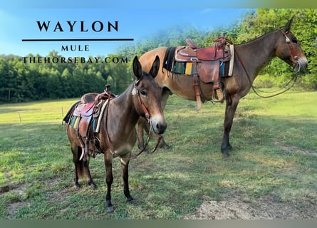 Mule, Gelding, 7 years, 14,2 hh, Dun