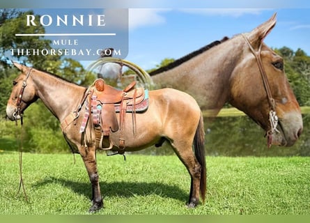 Mule, Gelding, 7 years, 15 hh, Dun