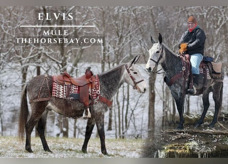 Mule, Gelding, 7 years, 15 hh, Gray