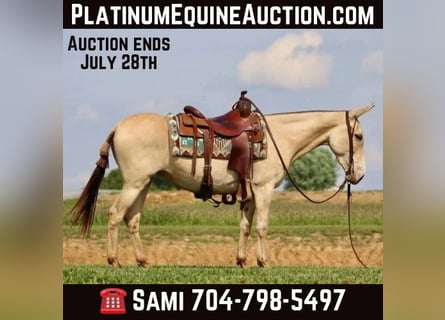 Mule, Gelding, 8 years, 14,2 hh, Champagne